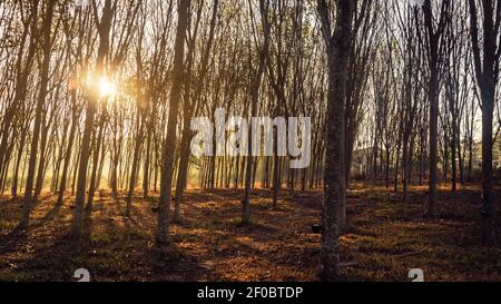 Les arbres des forêts boisées par rétro-éclairé de la lumière du soleil d'or avant le coucher du soleil avec les rayons du soleil de passer par des arbres sur les branches d'arbres éclairage sol forestier Banque D'Images