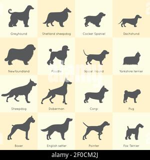 Silhouettes de différents chiens races Icon Set avec une description détaillée de l'apparence et de l'illustration du vecteur de caractère Illustration de Vecteur