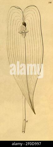 Pleurothallis cardiostola - coupé de Xenia vol 1 pl 28, fig. II (1858). Banque D'Images
