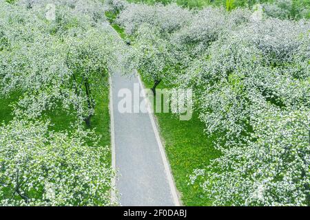 vue de dessus du sentier à travers les arbres en fleurs dans le verger de pomme. vue aérienne du paysage du parc de printemps Banque D'Images