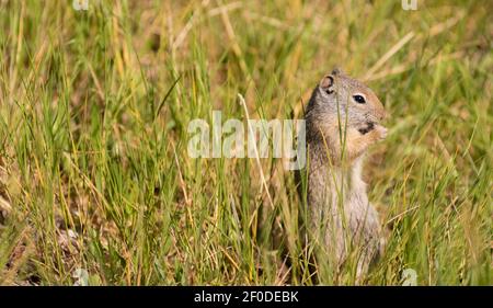 Refuge national des wapitis de Tetons de Prarie Dog Eating Grass Jackson, Wyoming Banque D'Images