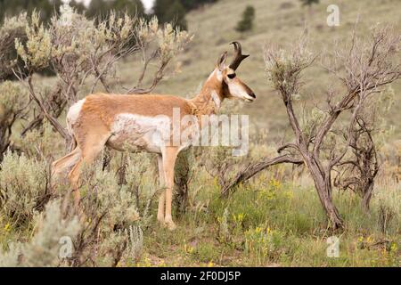 L'Antilope d'adultes Pâturage Pâturage Yellowstone d'animaux sauvages Banque D'Images