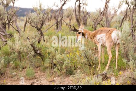 L'Antilope d'adultes Pâturage Pâturage Yellowstone d'animaux sauvages Banque D'Images