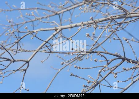 Branches d'arbre avec bourgeons au début du printemps contre le ciel bleu. Arrière-plan flou, mise au point sélective. Banque D'Images