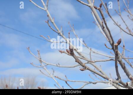 Les bourgeons de l'arbre au début du printemps sont prêts à fleurir. Arrière-plan flou, mise au point sélective. Banque D'Images