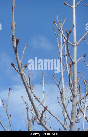 Noyer au début du printemps avec bourgeons gonflés. Arrière-plan flou, mise au point sélective. Banque D'Images