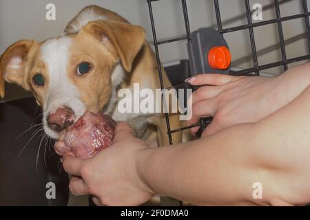 Le chien en cage est nourri de la viande crue des mains du propriétaire. Concept de soins pour animaux. Banque D'Images