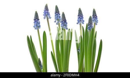jeunes fleurs de muscari armeniacum bleu en ligne sur blanc arrière-plan Banque D'Images