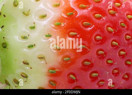 gros plan sur fond de texture fraise, vert non mûr, retourner au rouge mûr frais Banque D'Images