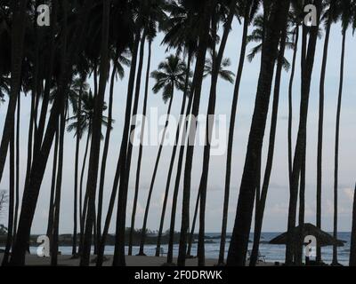 Cocotiers sur la plage de Port Blair à Andaman Et les îles Nicobar Inde Banque D'Images