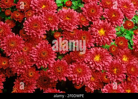 Glebionis coronaria, anciennement appelé Chrysanthemum coronarium, est une espèce de plantes à fleurs de la famille des Marguerite. Il est natif de la Méditerranée Banque D'Images