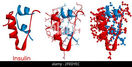 Molécule d'hormone peptidique d'insuline dans différents modèles sur fond blanc. Insuline produite par les cellules bêta du pancréas, utilisée pour le traitement de l'hy Banque D'Images