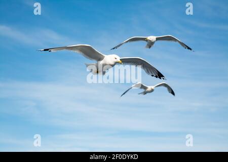 Goélands à bec grêle (Larus delawarensis) en vol, Canada Banque D'Images