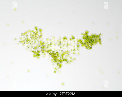 Algues sous le microscope, le champ de vision horizontal est d'environ 0,54 mm Banque D'Images