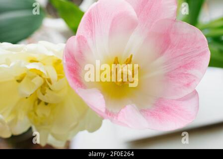 Printemps de terry jaune et tulipe rose et blanche en gros plan. Fond floral pour un grand espace. Carte de vœux Banque D'Images