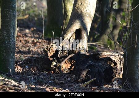 Les racines des arbres sortent du sol dans les bois - tronc d'arbre avec dommages de vent - tronc d'arbre déraciné - Sunny Winters Day - Sussex Royaume-Uni Banque D'Images