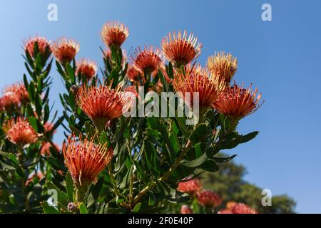 Pinchoy Protees ou Leucospermum Cordifolium avec ciel bleu en arrière-plan, jardin botanique national de Kirstenbosch, le Cap, Afrique du Sud Banque D'Images