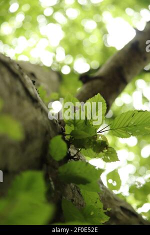 Vue d'ANT sur la canopée d'une forêt dans Le Royaume-Uni Banque D'Images