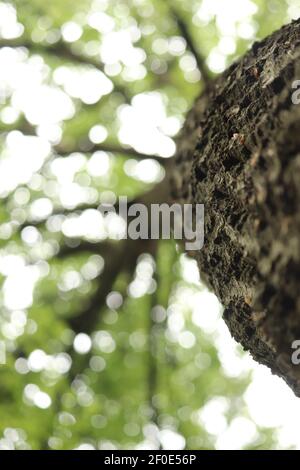 Vue d'ANT sur la canopée d'une forêt dans Le Royaume-Uni Banque D'Images