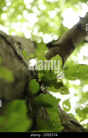 Vue d'ANT sur la canopée d'une forêt dans Le Royaume-Uni Banque D'Images