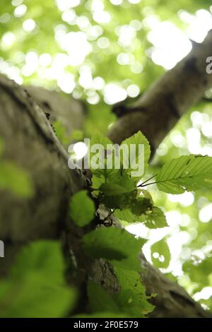 Vue d'ANT sur la canopée d'une forêt dans Le Royaume-Uni Banque D'Images