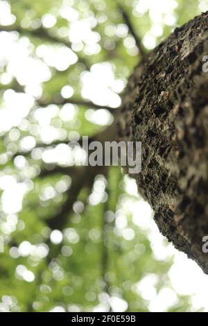 Vue d'ANT sur la canopée d'une forêt dans Le Royaume-Uni Banque D'Images