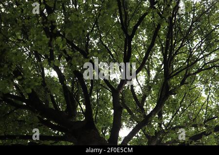 Vue d'ANT sur la canopée d'une forêt dans Le Royaume-Uni Banque D'Images