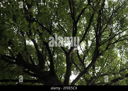 Vue d'ANT sur la canopée d'une forêt dans Le Royaume-Uni Banque D'Images