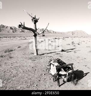 En iran vieux arbre mort Banque D'Images