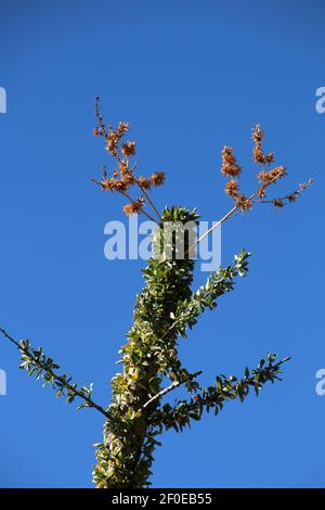 Boojum Tree en fleurs Baja California sur, Mexique Banque D'Images