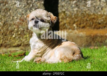 Un chien Shih Tzu s'assit posé sur une pelouse par une journée ensoleillée. Banque D'Images