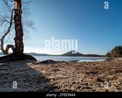 Bouleau courbé et brisé au lac gelé à la fin de l'hiver. Arbre sur une rive ou une plage de sable, presque paysage de printemps Banque D'Images