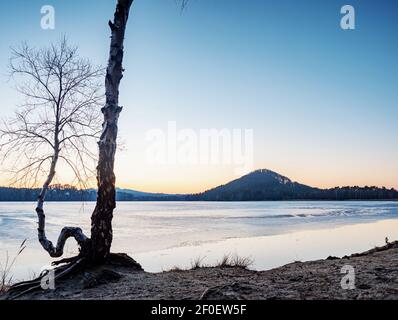 Bouleau courbé et brisé au lac gelé à la fin de l'hiver. Arbre sur une rive ou une plage de sable, presque paysage de printemps Banque D'Images