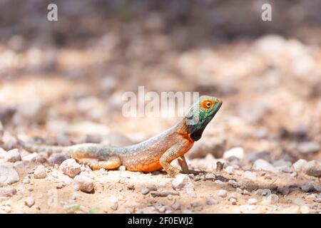 Sol à tête bleue Agama mâle ( Agama agama aculeata) au sol, Parc transfrontalier Kgalagadi, Kalahari, Cap Nord, Afrique du Sud Banque D'Images