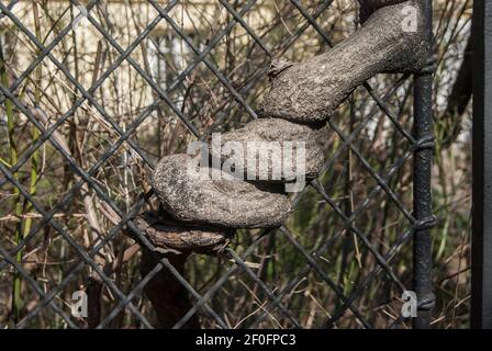 Ancienne plante d'escalade enveloppée autour de la grille de clôture de jardin en fer d'époque gros plan Banque D'Images