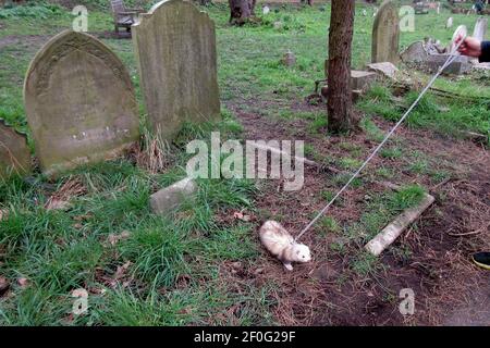 Londres, Royaume-Uni. 7 mars 2021. Une femme l'emmène à son furet d'un an pour une promenade le dimanche matin dans le cimetière de Brompton, beaucoup à la consternation des chiens locaux. Crédit : Brian Minkoff/Alamy Live News Banque D'Images