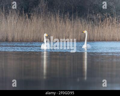 Deux Whooper nageant au coucher du soleil, photographiés aux pays-Bas. Banque D'Images