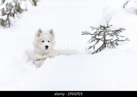 Chien chiot race Samoyed Laika. Un animal de compagnie blanc moelleux se trouve dans la neige dans la forêt d'hiver parmi les arbres. Animaux de marche. Banque D'Images