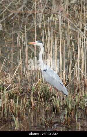 Héron bleu dans le parc municipal de Scaddijk à Nimègue, aux pays-Bas Banque D'Images