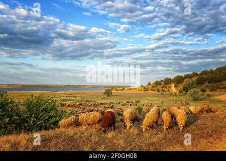 Un troupeau de moutons qui broutage dans la prairie, sur le fond du ciel avec des nuages et le lac Banque D'Images