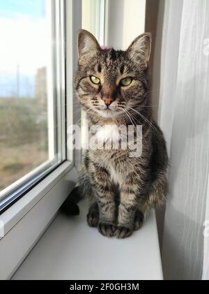 Beau chat gris assis sur une fenêtre blanche Banque D'Images