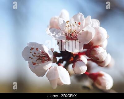 Macro d'une fleur de prune de sang - carasifera Pissardii Banque D'Images