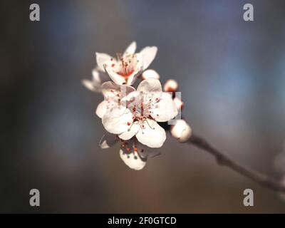 Macro d'une fleur de prune de sang - carasifera Pissardii Banque D'Images