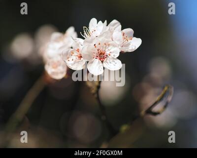 Macro d'une fleur de prune de sang - carasifera Pissardii Banque D'Images