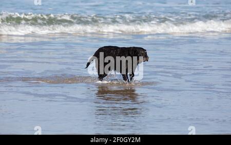 Hayle,Cornwall,7 mars 2021,UN chien joue avec joie dans la mer sur la plage de Hayle. La température a été 6C et ensoleillé.la prévision est pour le temps plus chaud au cours des prochains jours.Credit: Keith Larby/Alamy Live News Banque D'Images