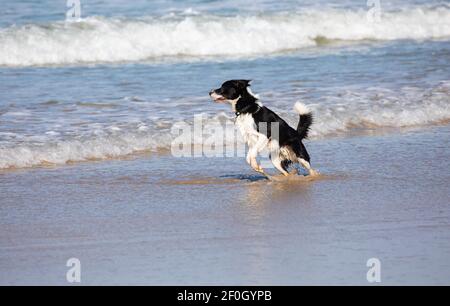 Hayle,Cornwall,7 mars 2021,UN chien joue avec joie dans la mer sur la plage de Hayle. La température a été 6C et ensoleillé.la prévision est pour le temps plus chaud au cours des prochains jours.Credit: Keith Larby/Alamy Live News Banque D'Images