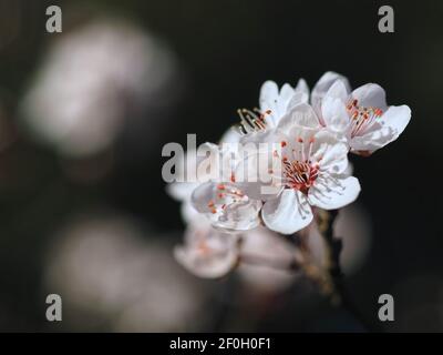 Macro d'une fleur de prune de sang - carasifera Pissardii Banque D'Images