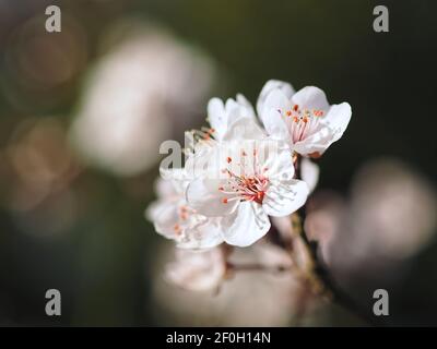 Macro d'une fleur de prune de sang - carasifera Pissardii Banque D'Images