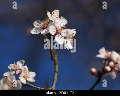 Macro d'une fleur de prune de sang - carasifera Pissardii Banque D'Images