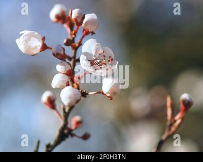 Macro d'une fleur de prune de sang - carasifera Pissardii Banque D'Images